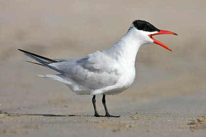 Caspian Tern Image @ Kiwifoto.com