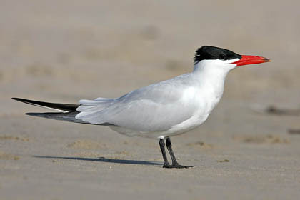 Caspian Tern Image @ Kiwifoto.com