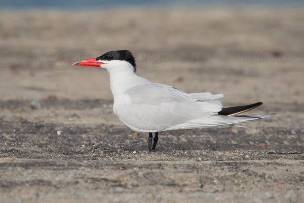 Caspian Tern Image @ Kiwifoto.com