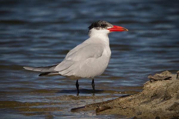 Caspian Tern Picture @ Kiwifoto.com