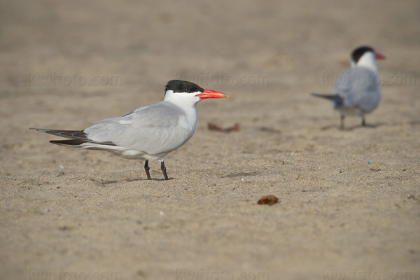 Caspian Tern Photo @ Kiwifoto.com