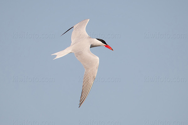 Caspian Tern Photo @ Kiwifoto.com