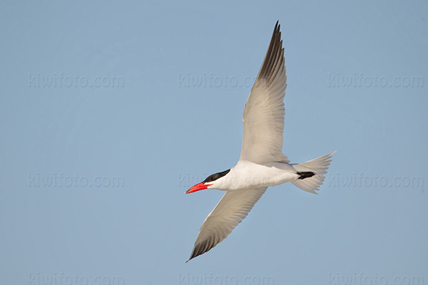 Caspian Tern Image @ Kiwifoto.com