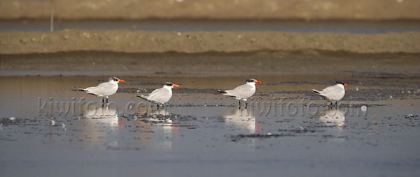 Caspian Tern Image @ Kiwifoto.com