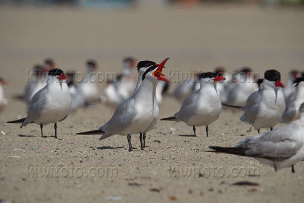 Caspian Tern Picture @ Kiwifoto.com