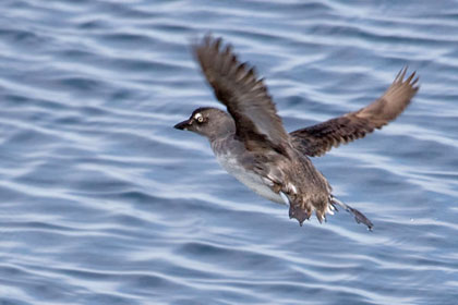 Cassin's Auklet Image @ Kiwifoto.com