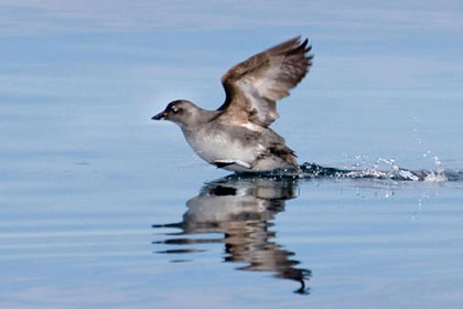 Cassin's Auklet Image @ Kiwifoto.com