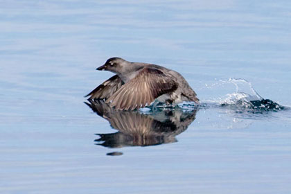 Cassin's Auklet Image @ Kiwifoto.com