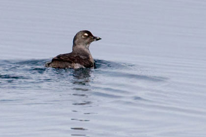 Cassin's Auklet