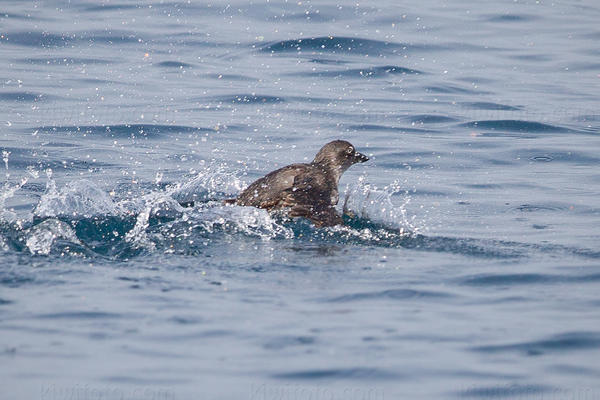 Cassin's Auklet Picture @ Kiwifoto.com