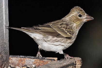 Cassin's Finch Image @ Kiwifoto.com