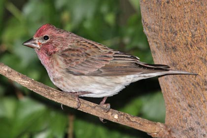 Cassin's Finch