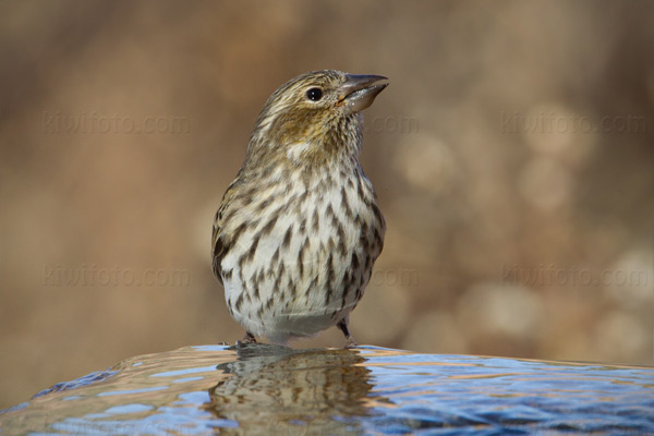 Cassin's Finch Image @ Kiwifoto.com