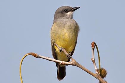 Cassin's Kingbird Picture @ Kiwifoto.com