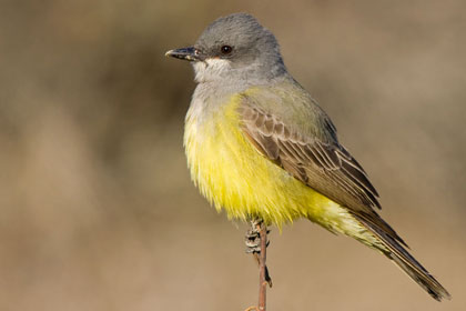 Cassin's Kingbird Image @ Kiwifoto.com