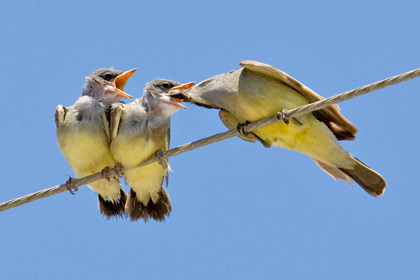 Cassin's Kingbird Photo @ Kiwifoto.com