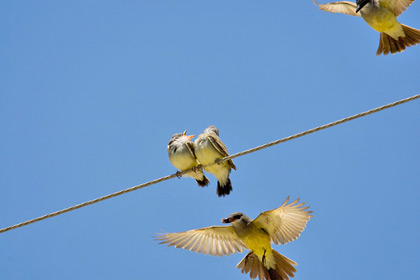 Cassin's Kingbird Picture @ Kiwifoto.com