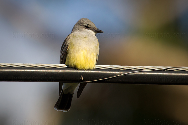 Cassin's Kingbird Picture @ Kiwifoto.com