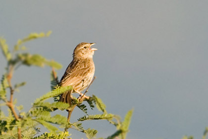 Cassin's Sparrow Image @ Kiwifoto.com