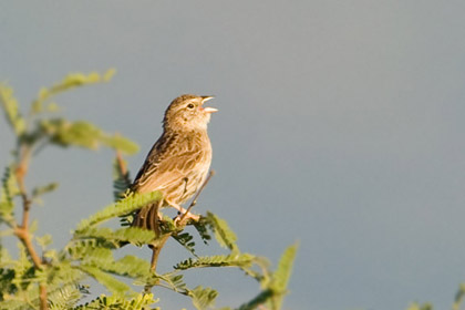 Cassin's Sparrow Photo @ Kiwifoto.com