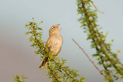 Cassin's Sparrow Image @ Kiwifoto.com