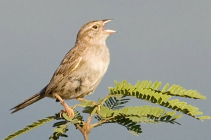 Cassin's Sparrow Image @ Kiwifoto.com