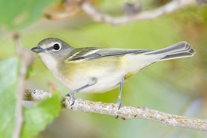 Cassin's Vireo Picture @ Kiwifoto.com