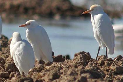 Cattle Egret Picture @ Kiwifoto.com