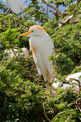 Cattle Egret Photo @ Kiwifoto.com