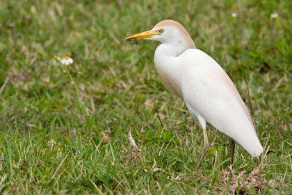 Cattle Egret Image @ Kiwifoto.com