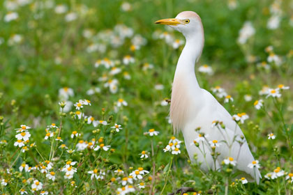 Cattle Egret