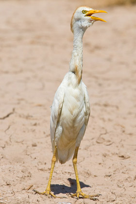 Cattle Egret Image @ Kiwifoto.com