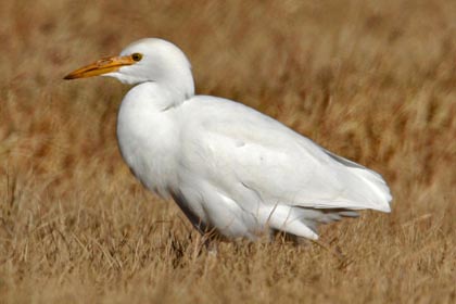 Cattle Egret Picture @ Kiwifoto.com