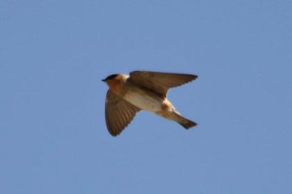 Cave Swallow Photo @ Kiwifoto.com