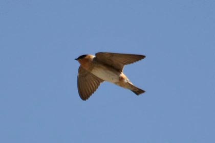 Cave Swallow Picture @ Kiwifoto.com