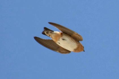 Cave Swallow Image @ Kiwifoto.com