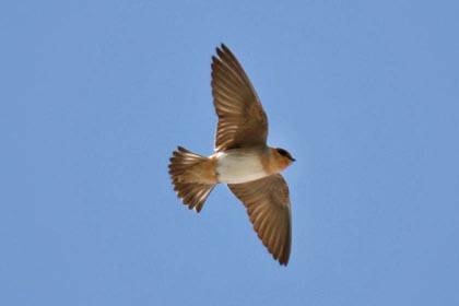 Cave Swallow Photo @ Kiwifoto.com