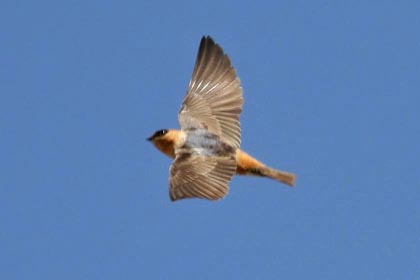 Cave Swallow Picture @ Kiwifoto.com