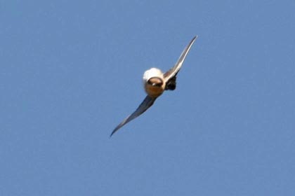 Cave Swallow Picture @ Kiwifoto.com