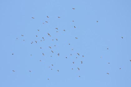 Cave Swallow swarm