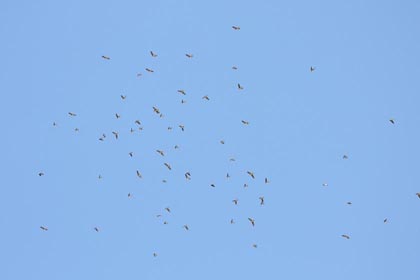 Cave Swallow Image @ Kiwifoto.com