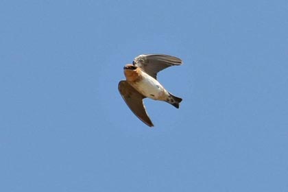 Cave Swallow