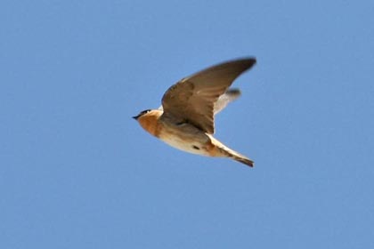 Cave Swallow Picture @ Kiwifoto.com