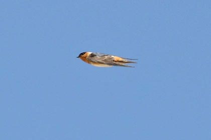 Cave Swallow Picture @ Kiwifoto.com