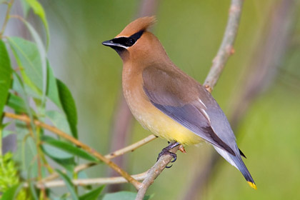 Cedar Waxwing Picture @ Kiwifoto.com