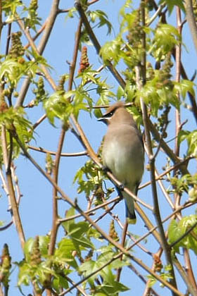 Cedar Waxwing Picture @ Kiwifoto.com