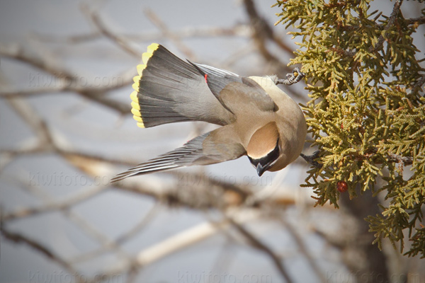 Cedar Waxwing Picture @ Kiwifoto.com