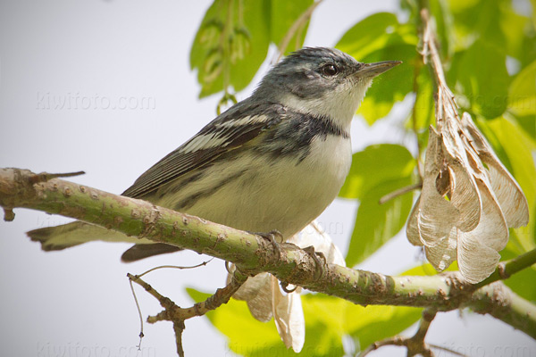 Cerulean Warbler