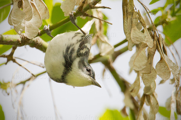 Cerulean Warbler Photo @ Kiwifoto.com