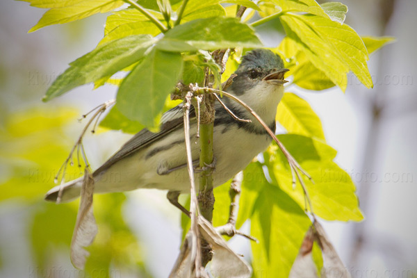 Cerulean Warbler Image @ Kiwifoto.com